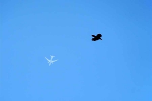 日比谷公園の5月の鳥 五月晴れの空の飛行機とカラス