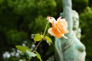 日比谷公園の女神像と薔薇