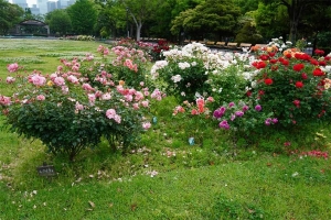 日比谷公園第二花壇の薔薇花壇