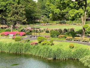 日比谷公園第一花壇広場の薔薇花壇遠景 2021.5.16