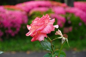 日比谷公園の薔薇と皐月