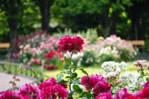 日比谷公園第二花壇の薔薇花壇