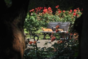 日比谷公園第一花壇の薔薇とベンチの猫
