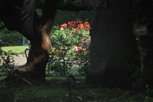 日比谷公園第一花壇の薔薇とベンチの猫