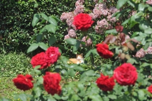 花と猫 薔薇（ルージュメイアン）と茶白猫＠日比谷公園