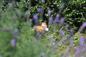 花と猫 フレンチラベンダーと茶白猫＠日比谷公園