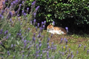花と猫 フレンチラベンダーと茶白猫＠日比谷公園