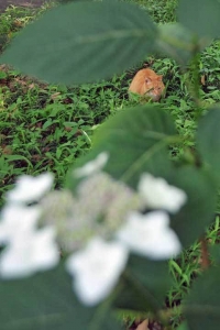 花と猫 紫陽花と茶トラ猫＠日比谷公園