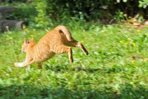 Zoomies トイレハイ 全力で走る猫 日比谷公園の茶トラ猫愛ちゃん