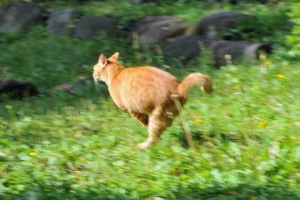 Zoomies トイレハイ 全力で走る猫 日比谷公園の茶トラ猫愛ちゃん