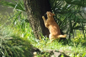 木の上の鳥を見る猫 日比谷公園の茶トラ猫愛ちゃん