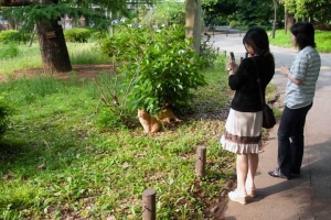 ケータイで猫を撮る人＠日比谷公園