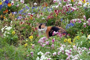 花と猫 日比谷公園ペリカン噴水花壇の中の三毛猫