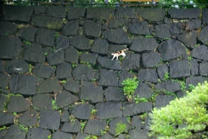 日比谷公園の石垣の壁の三毛猫