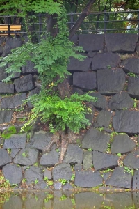 日比谷公園の石垣から生えている樹木