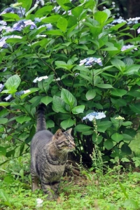 花と猫 紫陽花とキジトラ猫＠日比谷公園