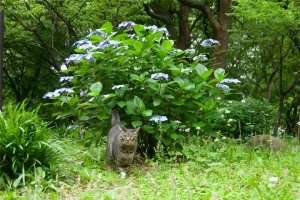 花と猫 紫陽花とキジトラ猫＠日比谷公園