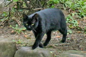 日比谷公園の黒猫