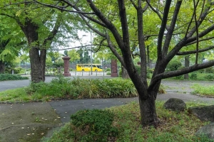 日比谷公園 山桜の木と桜門とLimonバス