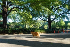 日比谷公園の茶トラ猫 10月の桜門付近