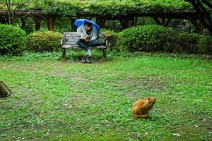雨中の読書 日比谷公園のベンチの人と猫