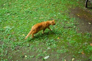 日比谷公園の猫