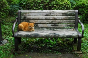 日比谷公園のベンチと猫