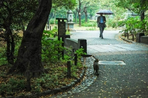 雨の日比谷公園 石橋付近 雨傘の人と猫