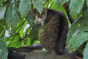 雨の日比谷公園 ヤツデの葉の下で雨宿りする猫