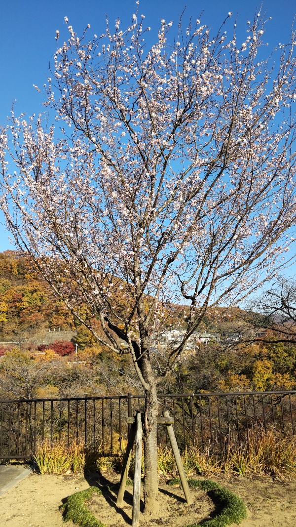 ながめ公園⑩冬桜2312
