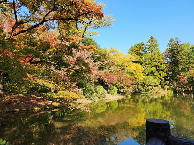 京都植物園2311_04