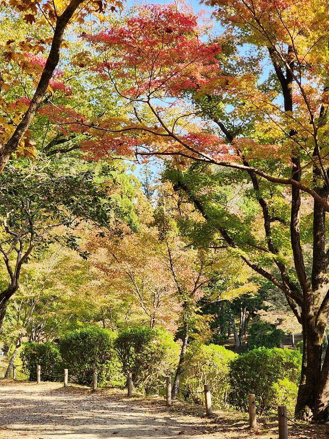 京都植物園2311_06