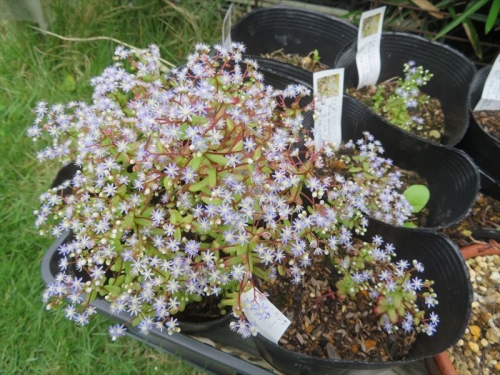 セダム カウルレア　Sedum caeruleum　一年草、こぼれ種で毎年繋げています。小さなブルーの花を咲かせる可愛いセダム開花中♪2022.05.25