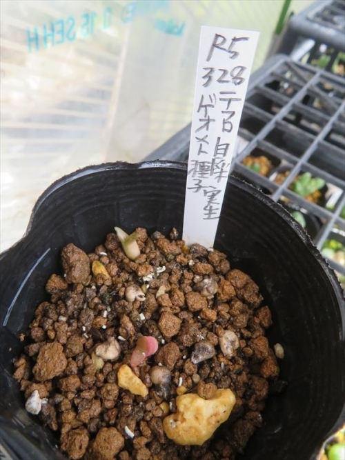 テフロカクタス ゲオメトリクス Tephrocactus geometricus 昨年開花時自家j扮して今年３月、5粒種子が採れました。２ヶ月経過してようやく２苗芽発芽しています＼(^o^)／♪。2023.05.27
