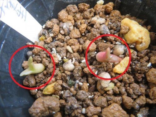 テフロカクタス ゲオメトリクス Tephrocactus geometricus 昨年開花時自家j扮して今年３月、5粒種子が採れました。２ヶ月経過してようやく２苗芽発芽しています＼(^o^)／♪。2023.05.27