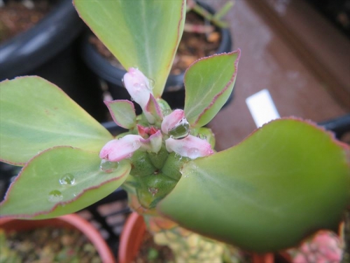 モナデニウム リチェイ錦　Monadenium ritchiei f. variegata 淡い地味なピンク花開花ちゅ～♪2023.05.29