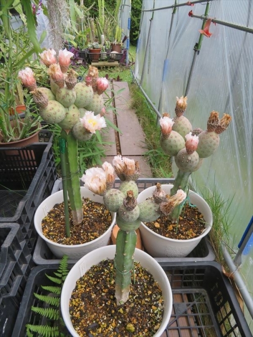 テフロカクタス ゲオメトリクス Tephrocactus geometricus 竜神木接ぎ、昨年は２花のみ開花でしたが、今年はかなりの花盛り、種子が採取できるよう全花交配しました。2023.06.03