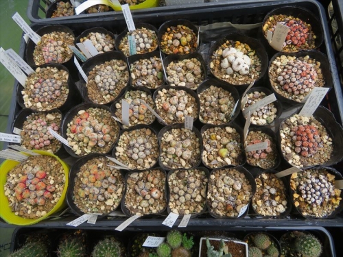 コノフィツム フィシフォルメ Conophytum ficiforme、淡ピンク花、大輪、小輪、２タイプ.右側。左、清姫　休眠入りです。2023.06.16