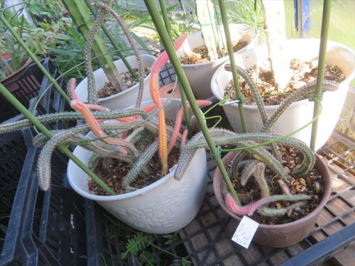 セレニセレウス 大輪柱錦　Selenicereus grandiflorus variegata　2鉢に分け肥培して開花目指します♪。2023.06.16
