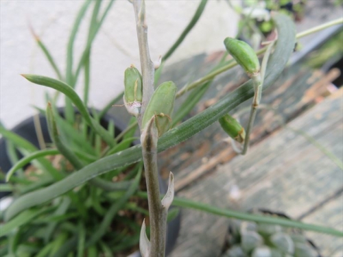 ハオルチア ブラックブルニアエ　Haworthia blackburniae ×ハオルチア べヌスタ Haworthia venusta　6月8日に交配しておきました。どちらにもできている種子♪2023.06.21