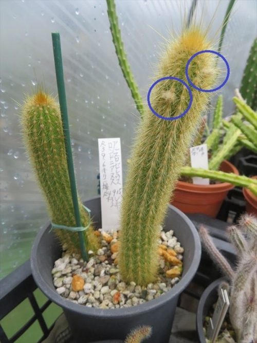 アルスロセレウス ロンドニアヌス Arthrocereus rondonianus 実生苗の新芽接ぎ2021.09.06から1年後、接ぎ下ろし2022.09.15、大して茎節は育っていません。右柱にもしや蕾でしょうか。2023.06.23