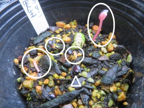 ペレスキア 美葉杢キリン　Pereskia aculata Godseffiana variegata　昨年9月末に開花して種子ができていたので今年６月４日に種まきしました。発芽しています♪。2023.06.24
