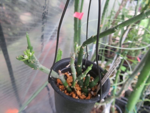 シナンクム ソコトラナム Cynanchum socotranum　Sarcostemma　イエメン、東アフリカ原産地のようです。寒さに何度も痛めてしまい枝ぶり少ない中開花中♪2023.08.06