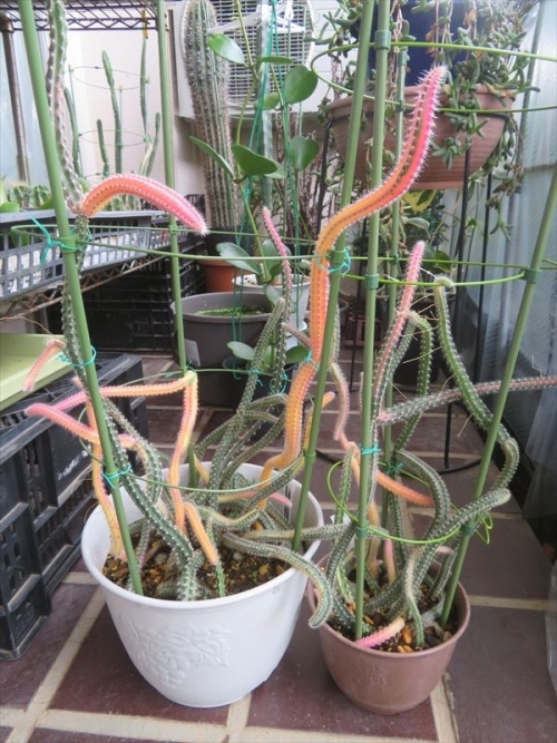 セレニセレウス 大輪柱錦　Selenicereus grandiflorus variegata　今年６月に２鉢に分け肥培しています。２ヶ月経過、結構茎節が伸びています。2023.08.14