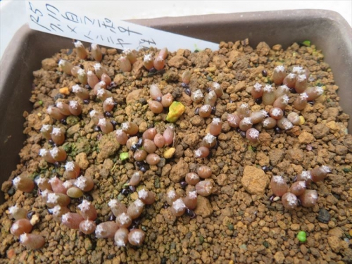 アストロフィツム ランポウ玉♀×般若♂　今年6月30日に交配、ランポウ玉にできた種子、2023.07.17種まきしました。１ヶ月弱経過。2023.08.14