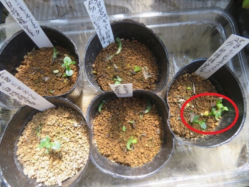 セロペギア シモネアエ　Ceropegia simoneae　自家採取種子実生苗　2023.07.08　猛暑の最中危うい発芽苗実生から2ヶ月弱経過、一部は形ができています。2023.08.20