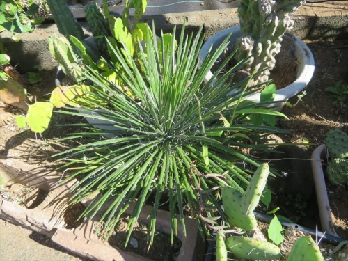 アガベ ジェミニフローラ Agave geminiflora ゲミニフローラ メキシコ原産のようです。植え替えして1年半屋外地面に置いて育てると葉数多く元気になりました。2023.09.01