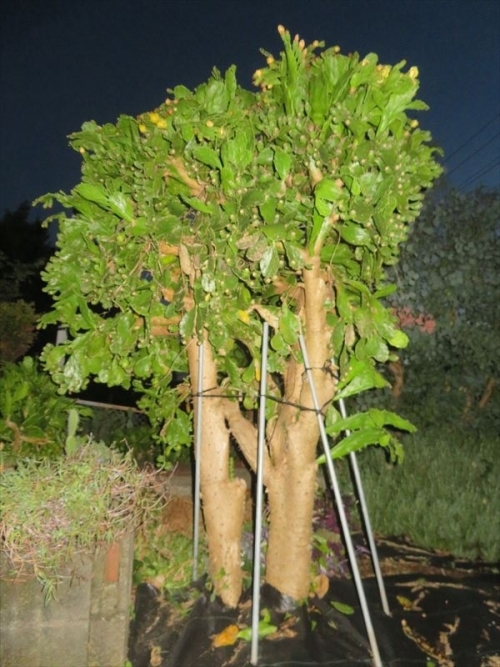 オプンチア ウルガリス 単刺団扇 Opuntia vulgaris 米南部～メキシコ原産地のようです。夜の庭。8年地植えにすると高さ2.5mほどの木になっています♪2023.09.05