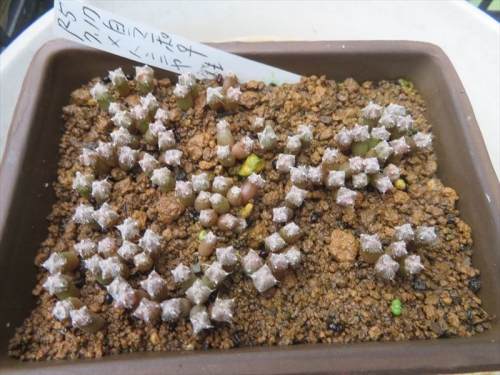 アストロフィツム ランポウ玉♀×般若♂、2023.07.17 採取当日、種まきしました。2ヶ月弱経過でもかなり成長変化しています♪2023.09.08