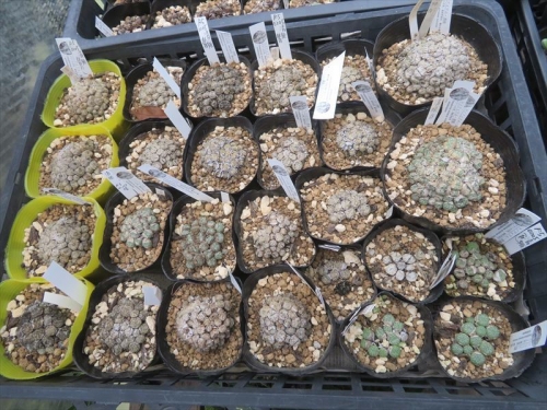 コノフィツム 清姫 Conophytum minitum scitulum 南アフリカ 西ケープ州辺り原産地のようです。残暑厳しいままですが、一部脱皮始めたので水やりすると剥けてきました。2023.09.16